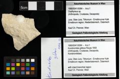 Foto (Objekt + Etiketten) von Konidromites gibbus (Reuss 1858) 